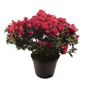 Azaléia P09 HOLAMBELO Unidade