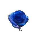 Rosa Tinturada Cooperflora Unidade