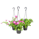 Petunia Holambelo P14 Unidade