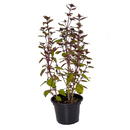 Vaso de Erva Manjericão Roxo