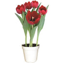 Tulipa P12 Holambelo
