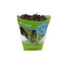 Alface Jfc Roxa Hidropônica Unidade