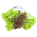 Alface Trio 2 TOMITA