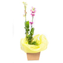 Orquídea Denphalaen P15